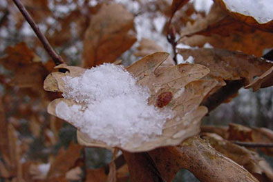 fermeture de l'amue noel 2008